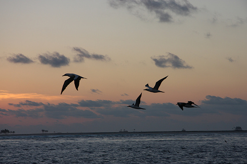 Aves en la Isla Clipperton